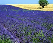 950843  F/Provence: Lavendar field
