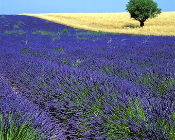 950843  F: Lavender field in Provence