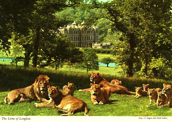 The Lions of Longleat