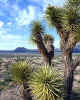 000551  USA/California: Joshua Tree Nat.Monument