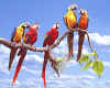 000898  USA/Florida: Parrots