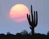 001060  USA/Arizona: Saguaro cactus