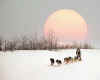 003083  USA/Alaska: Iditarod Race