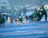 003084  USA/Alaska: Iditarod Race