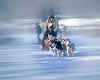 003086   USA/Alaska: Iditarod Race