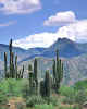 816900  USA/Arizona: Organ Pipe Cactus Nat.Monument