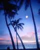 850400  USA/Hawaii:  Waikiki Beach