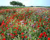 206390  A: Poppies nr. Halbturn