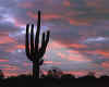 001062  USA: Cactus