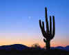 001064  USA: Cactus