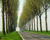 861639  F: Avenue of trees