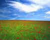 917245  Sky & poppy field