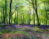 938980  GB: Bluebell woods