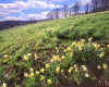 949605z  GB: Wild daffodils