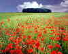 000099  GB: Cotswold scene