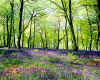 938980  GB: Lower Deans Wood