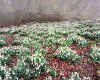 981254  GB: Snowdrops in the Cotswolds