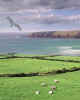 981316  GB: North Cornish coast