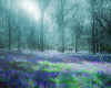 991548  GB: Forest of Dean