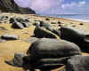 991601  GB/Dorset: Charmouth Beach