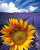 000369  Sunflower & Lavender