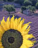 000467  Sunflower & lavender