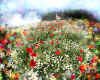 000613  Flower meadow