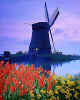 000628  Tulips & windmill