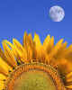 000740  Sunflower & moon