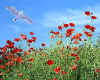 000855  Poppies & seagull