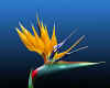 003126  USA/Hawaii: Bird of Paradise