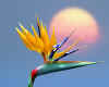 003127   USA/Hawaii: Bird of Paradise