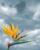 003128   USA/Hawaii: Bird of Paradise