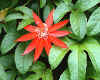 850631  Passionflower