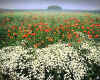 917157  Poppy field