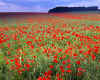 917158  Poppy field