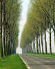 861639x  F: Avenue of trees