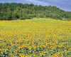 917339  F:Sunflower field