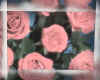 000780a  Roses