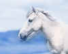 751696  White horse