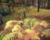 939587 GB: Autumn scene
