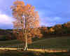 950349 GB: Autumn above Loch Tummel