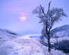 981381 GB: Winter at Glen Lochsie