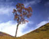 981386 GB: Single Tree