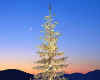 003043  Christmas tree