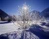 916927  A/Tyrol: Winter near heiterwang