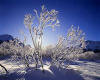 950478  CH/Graubnden:  Winter in the Upper Engadin