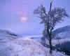 981381   GB/Scotland: Winter in Glen Lochsie